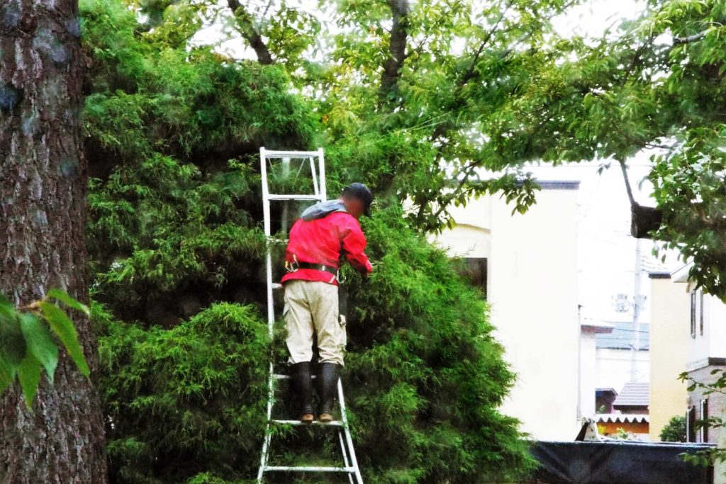 高所で造園の仕事をする男性